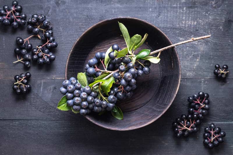 Aroniabeeren Südtirol Aroniabeeren Südtirol
