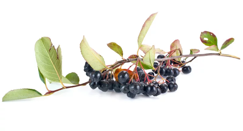 Aroniabeeren in Korb Aroniabeeren in Korb