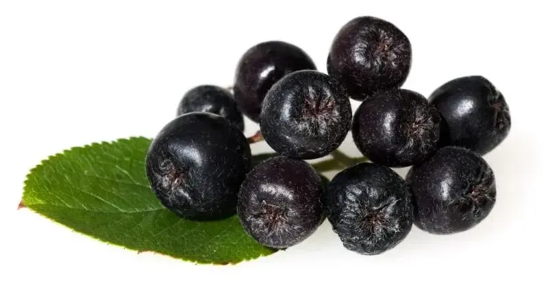 Gesunde Aroniabeeren