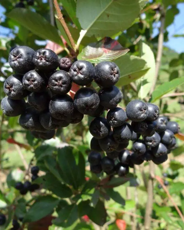 aronia-pflanzen-kaufen~8 aronia-pflanzen-kaufen~8