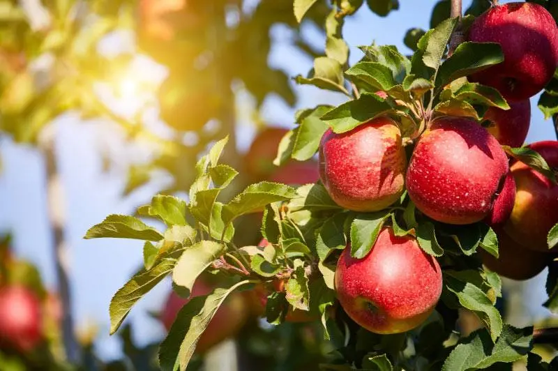 Bio-Apfel-Produkte.jpg Bio-Apfel-Produkte.jpg