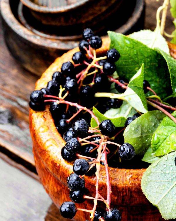 Aroniabiosträucher aus Österreich