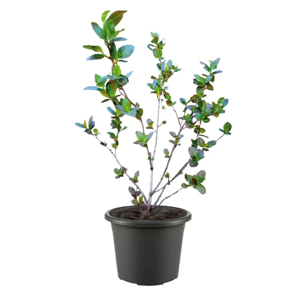Aronia Pflanze, Aronia Strauch Sorte Nero 